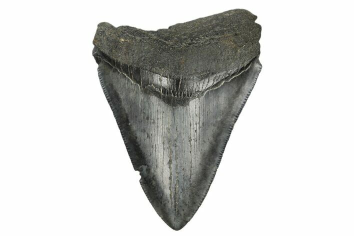 Serrated, Fossil Megalodon Tooth - South Carolina #168152